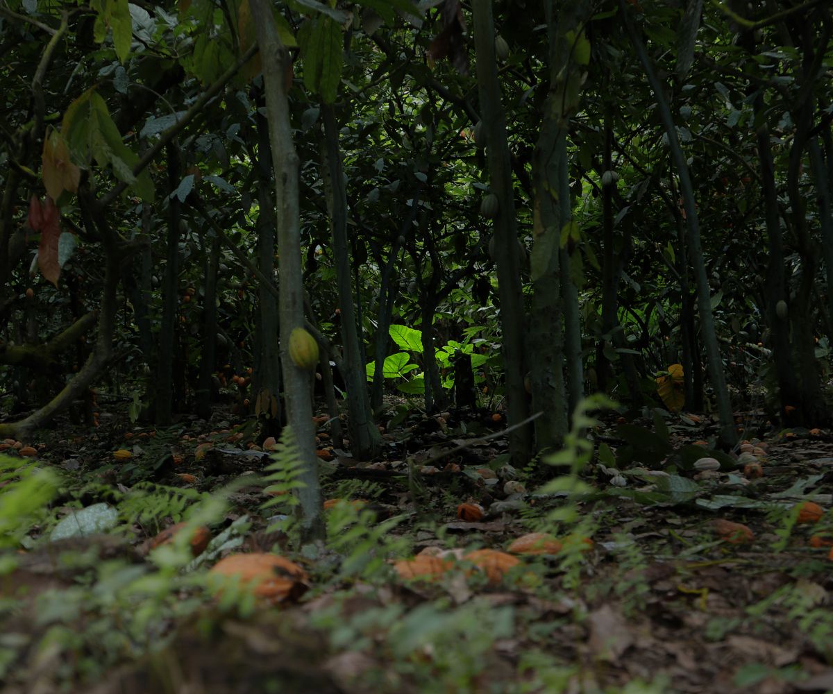 Umweltfreundlicher Schokoladenanbau im Regenwald