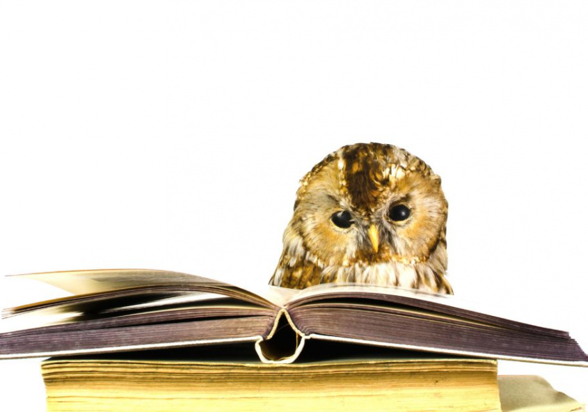 Lesende Eule